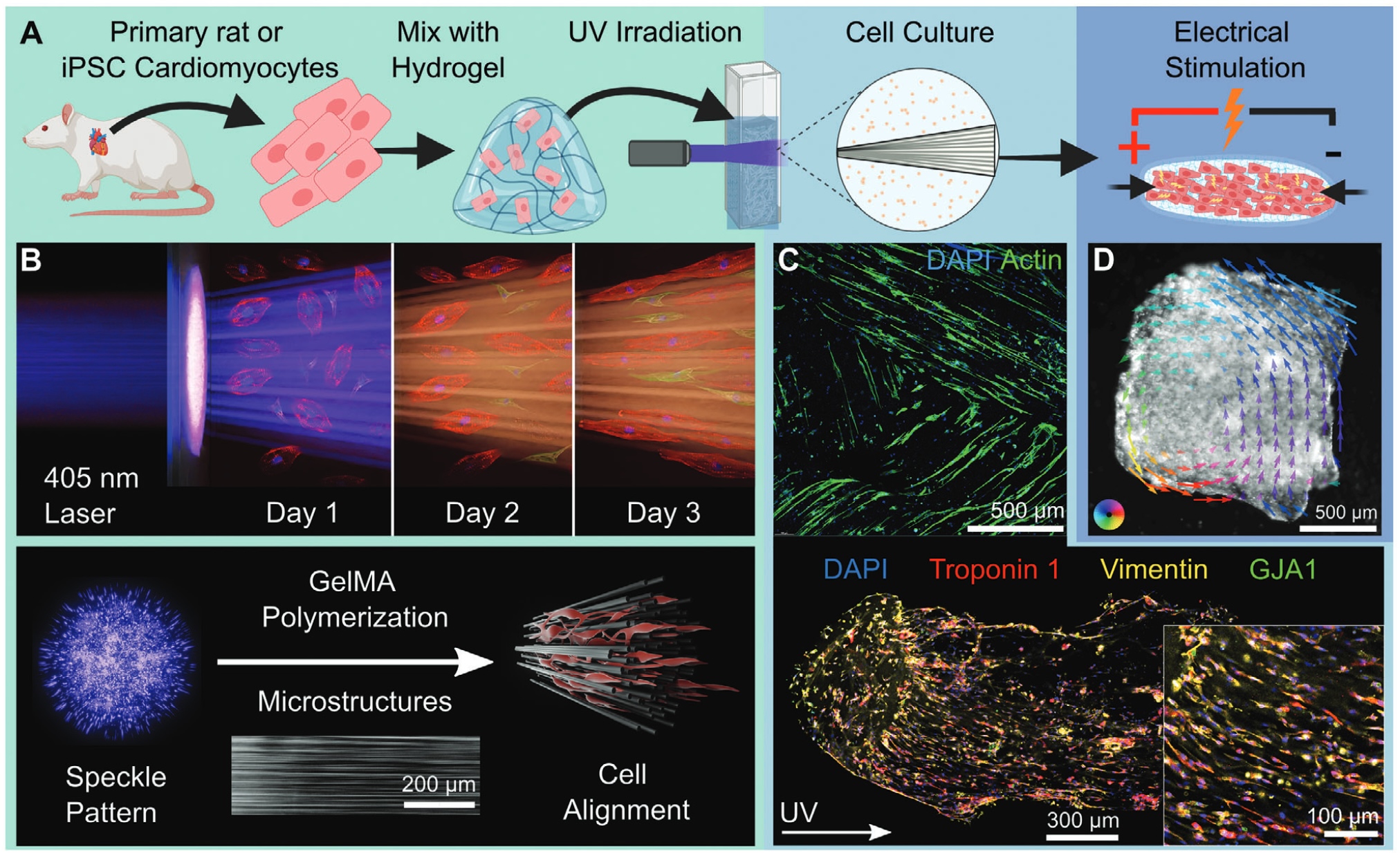 Filamented Light Biofabrication with Cardiomyocytes