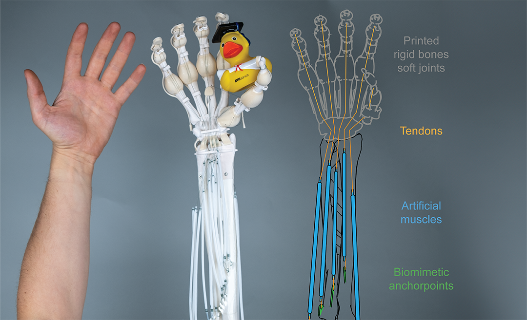 Soft robot replicating a human hand and forearm