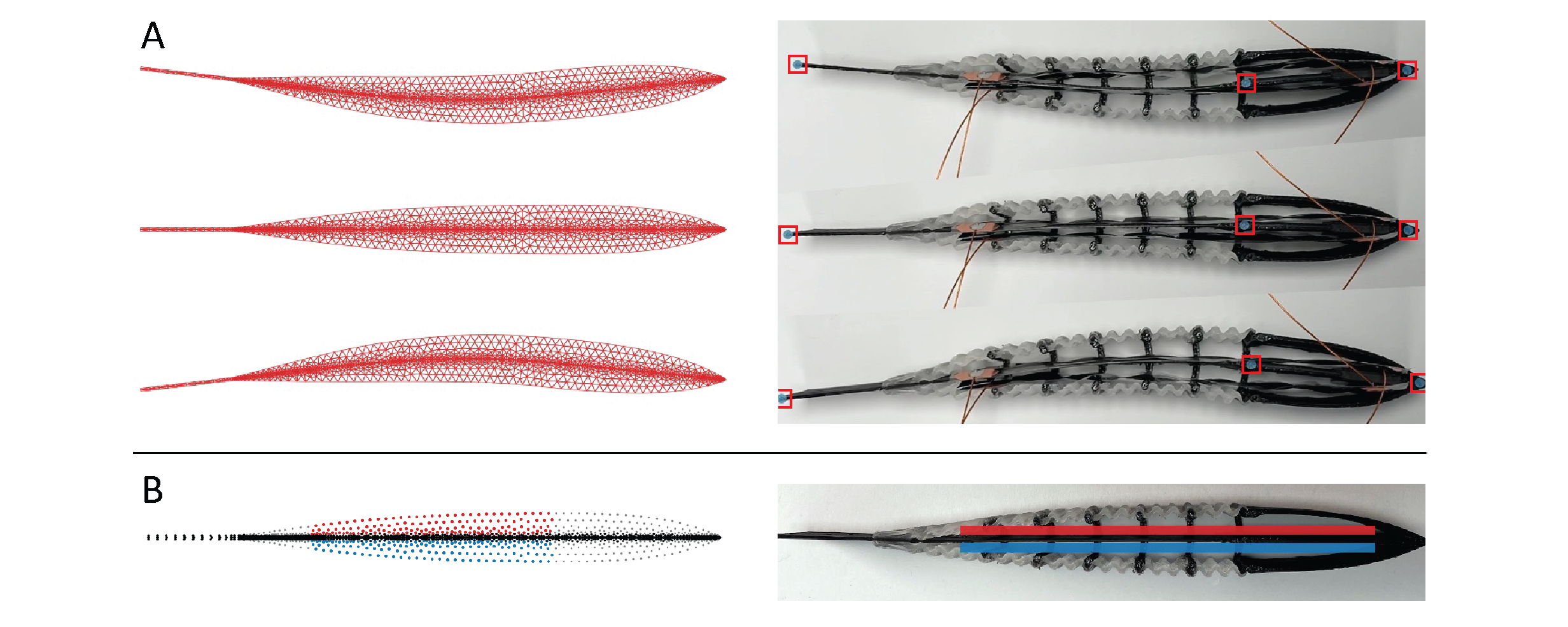 Comparison of our electrostatically-actuated swimmer with simulation, actuated at 5.5kV in both simulation and reality.