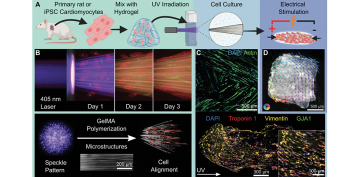 Multidirectional-filamented-light-biofabrication-creates-aligned-and-contractile-cardiac-tissue