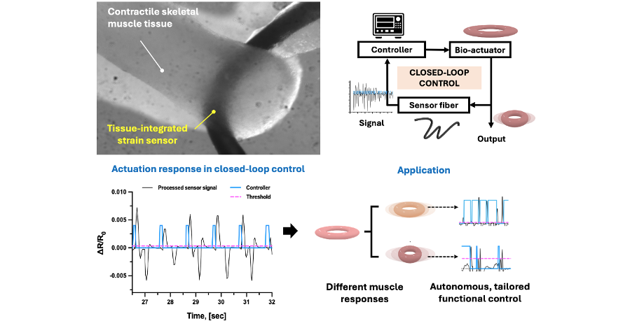 The first proprioceptive bio-hybrid robot that can self-regulate its motion